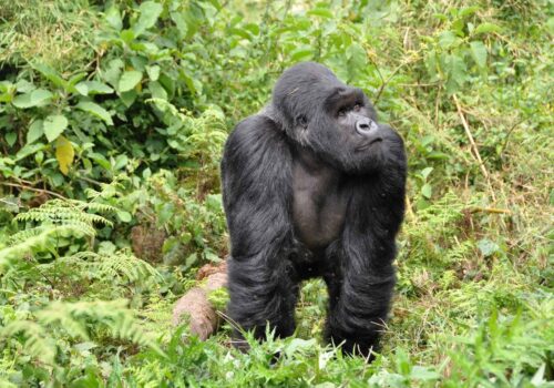 Gorillas in Rwanda Gorillas in Rwanda