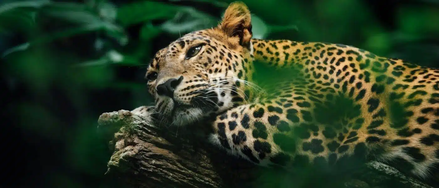 Wetlands and gallery forest in the Pantanal