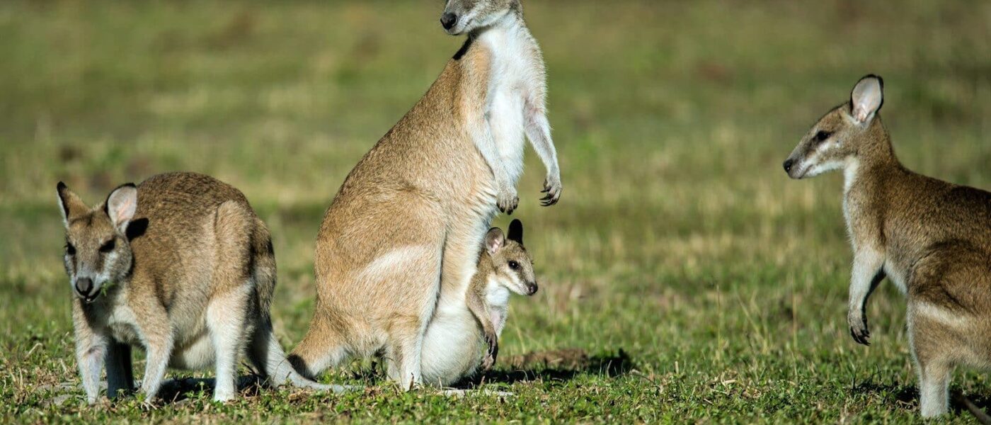 A group of kangaroos on green grass