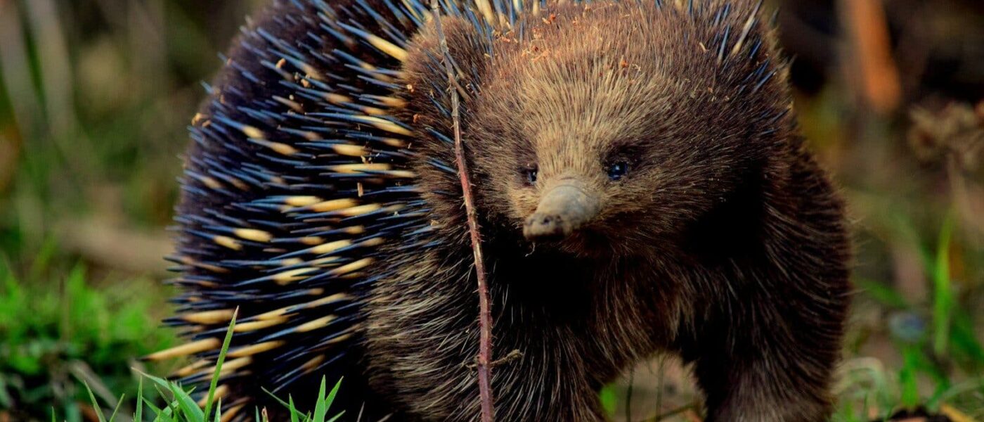 A short-beaked echidna on Kangaroo Island