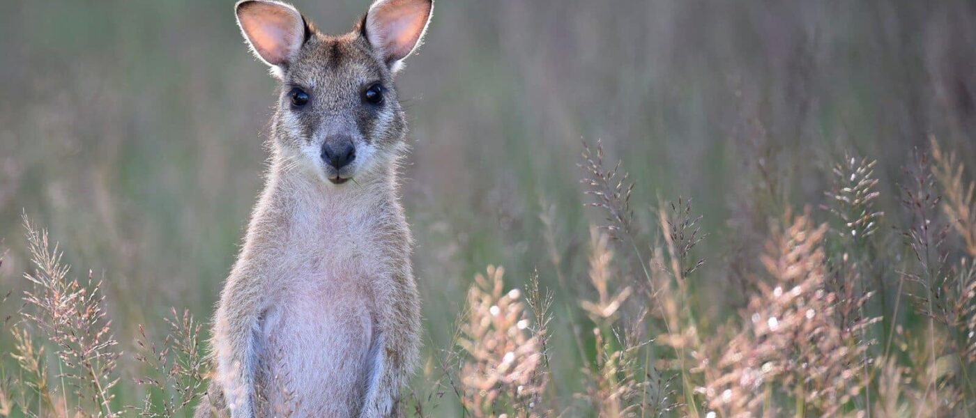 A wallaby on Kangaroo Island