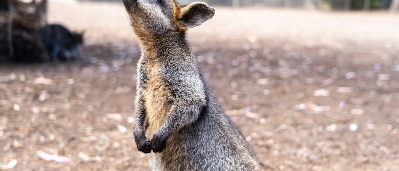 A young kangaroo on Kangaroo Island