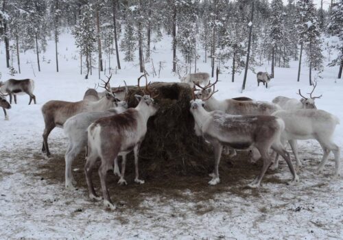Arctic Sweden