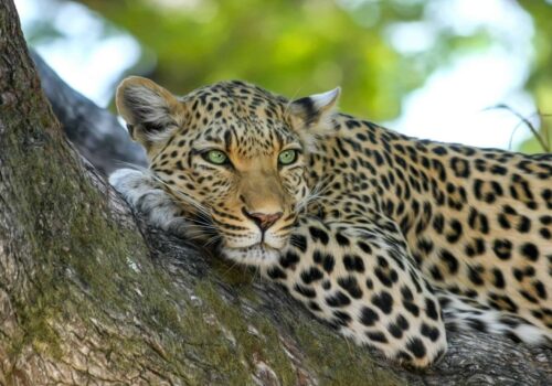 Gay Group Trip: Botswana Luxury Safari