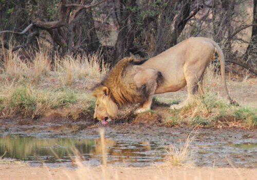 Gay Group Trip: South Africa Safari And Culture