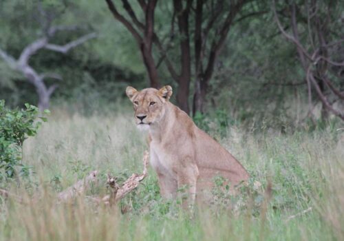 Lioness in Tanzania Lioness in Tanzania