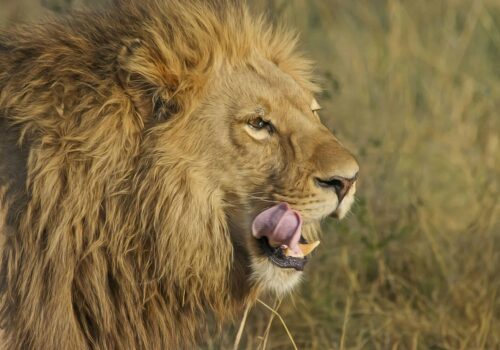 South African Garden Route and Safari