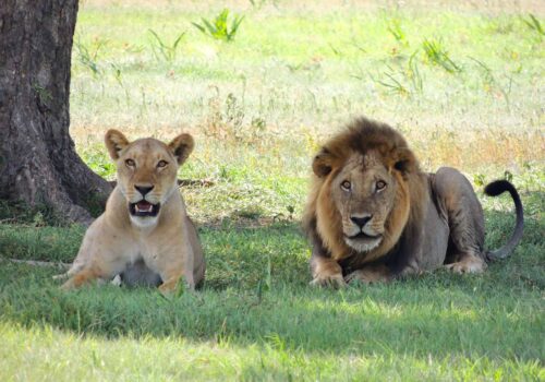 Serengeti Serengeti