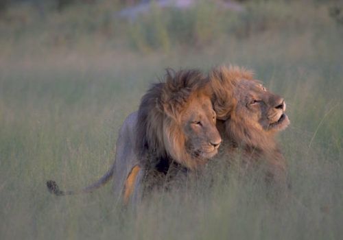 Gay Group Trip: Cape Town And Safari