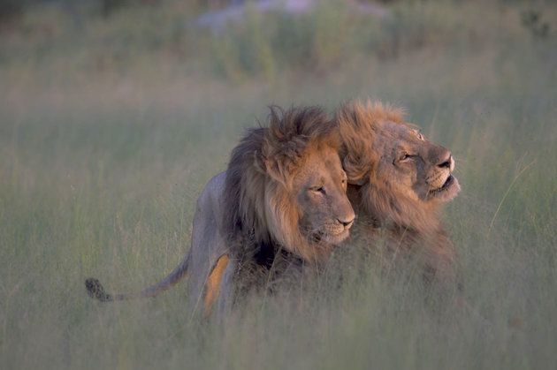 Gay Group Trip: Cape Town And Safari