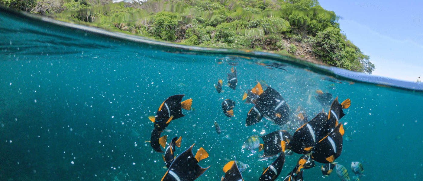 Protected jungle hills and small coves south of Puerto Vallarta