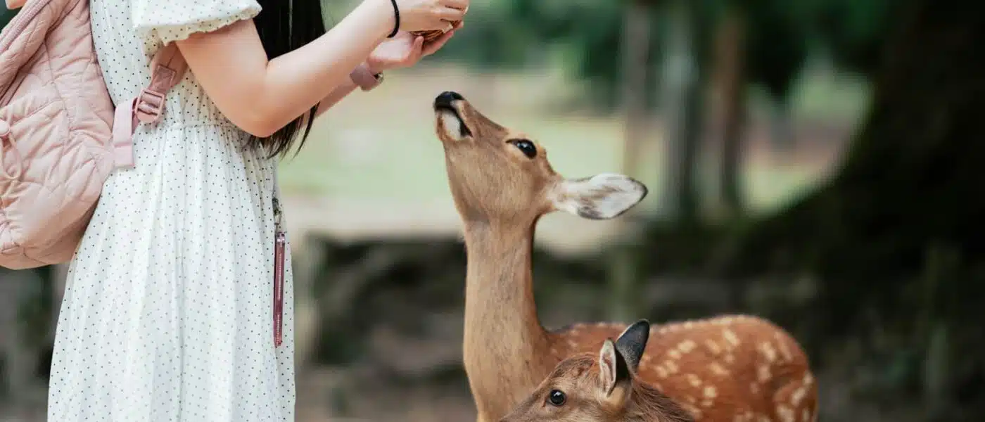 Quiet path through Nara Park with deer resting on the grass