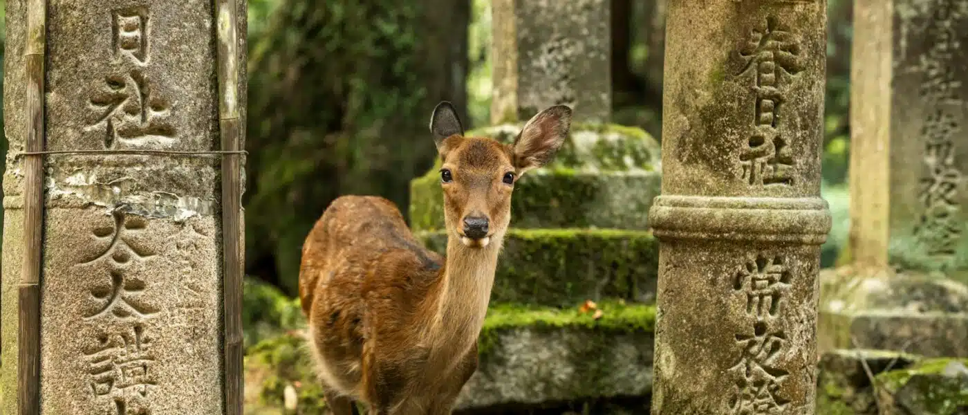 Sika deer standing near a stone lantern at Kasuga Taisha