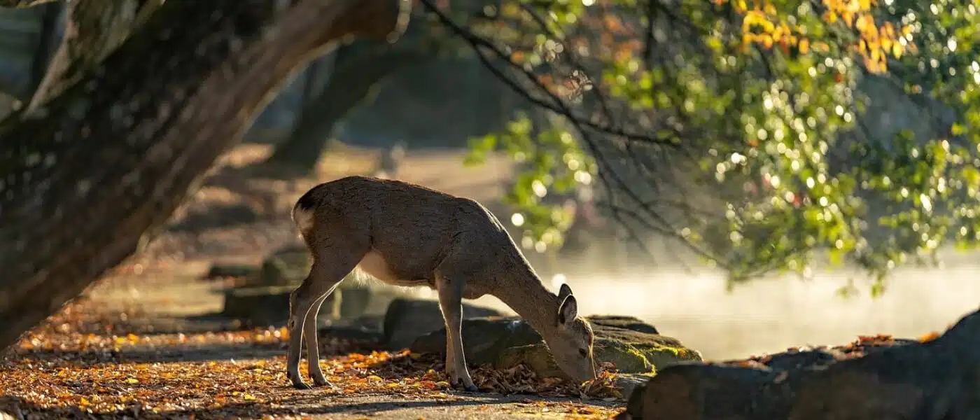 Child showing open palms to a deer in Nara Park