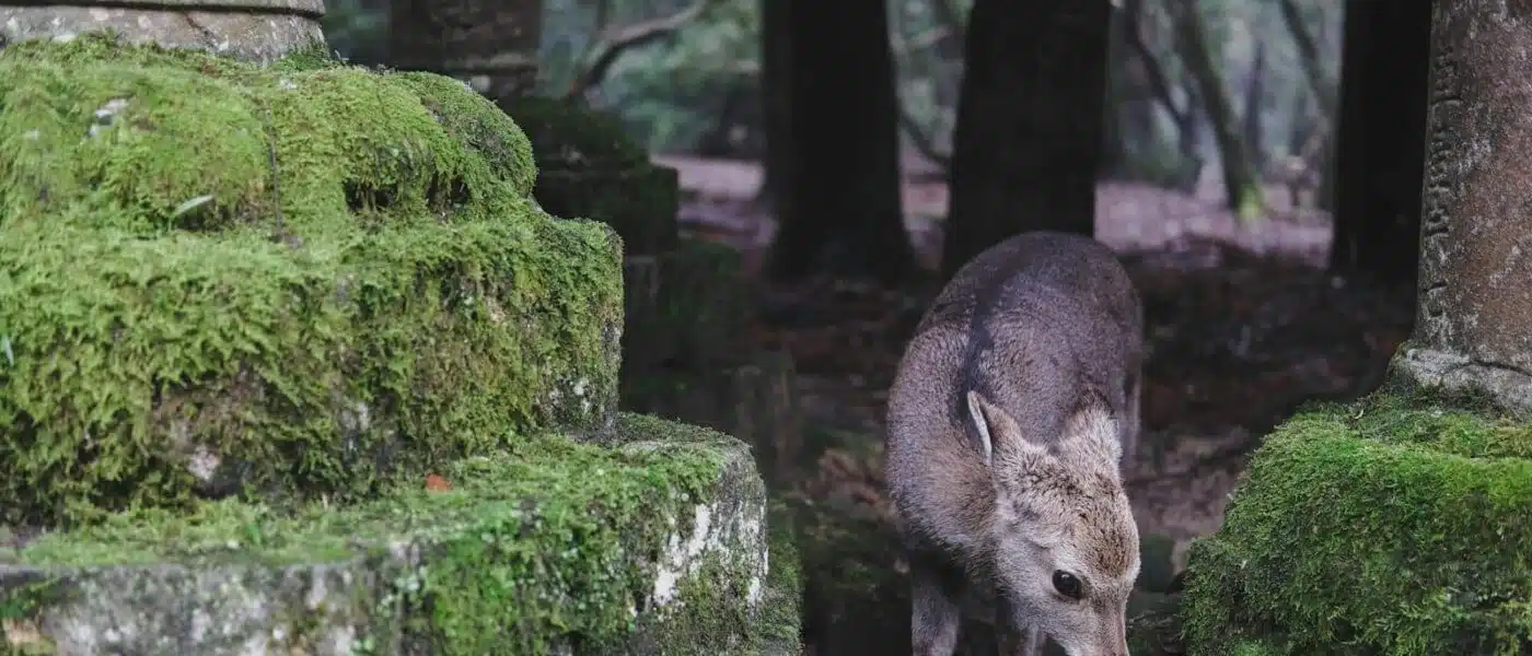 Horn player calling deer from the forest during Shikayose