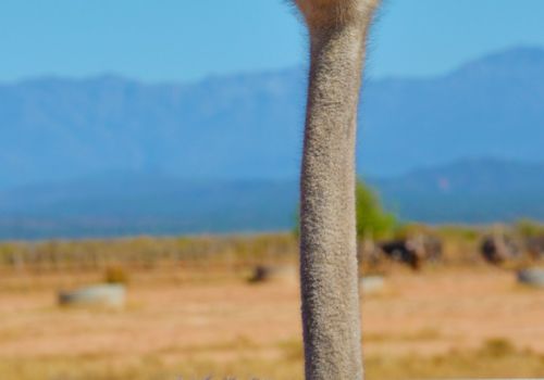 Oudtshoorn ostrich Oudtshoorn ostrich