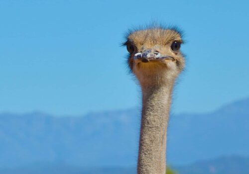Oudtshoorn ostrich Oudtshoorn ostrich