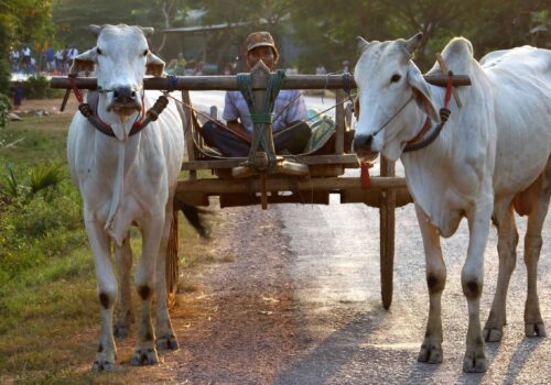 Ox in Battambang Ox in Battambang