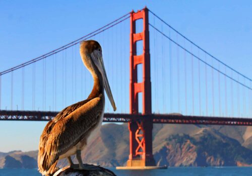 Pelican at Golden Gate Bridge Pelican at Golden Gate Bridge