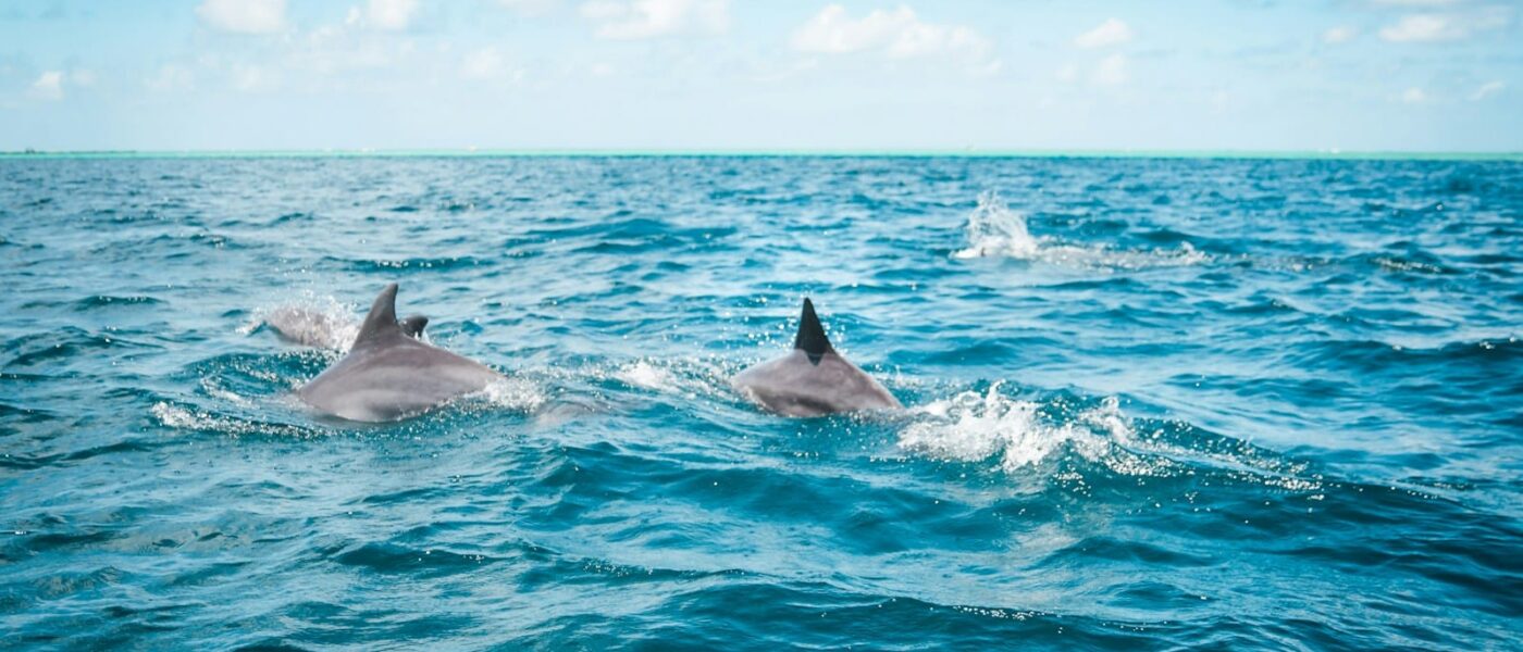 Pod of spinner dolphins swimming beneath a boat in clear water