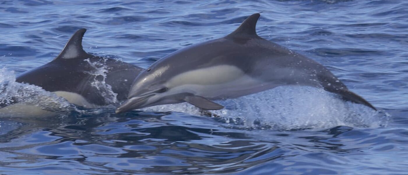 Private boat idling quietly beside a pod of dolphins