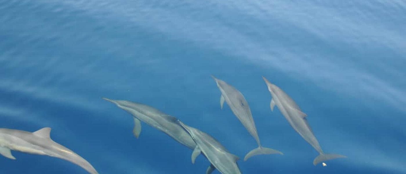 Marine biologist guiding a dolphin trip in Baa Atoll