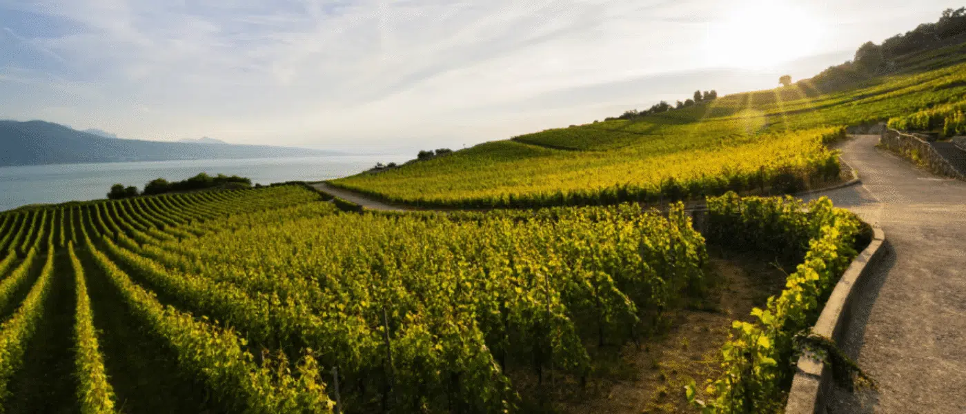 Stone-walled vine terraces climbing above Lake Geneva