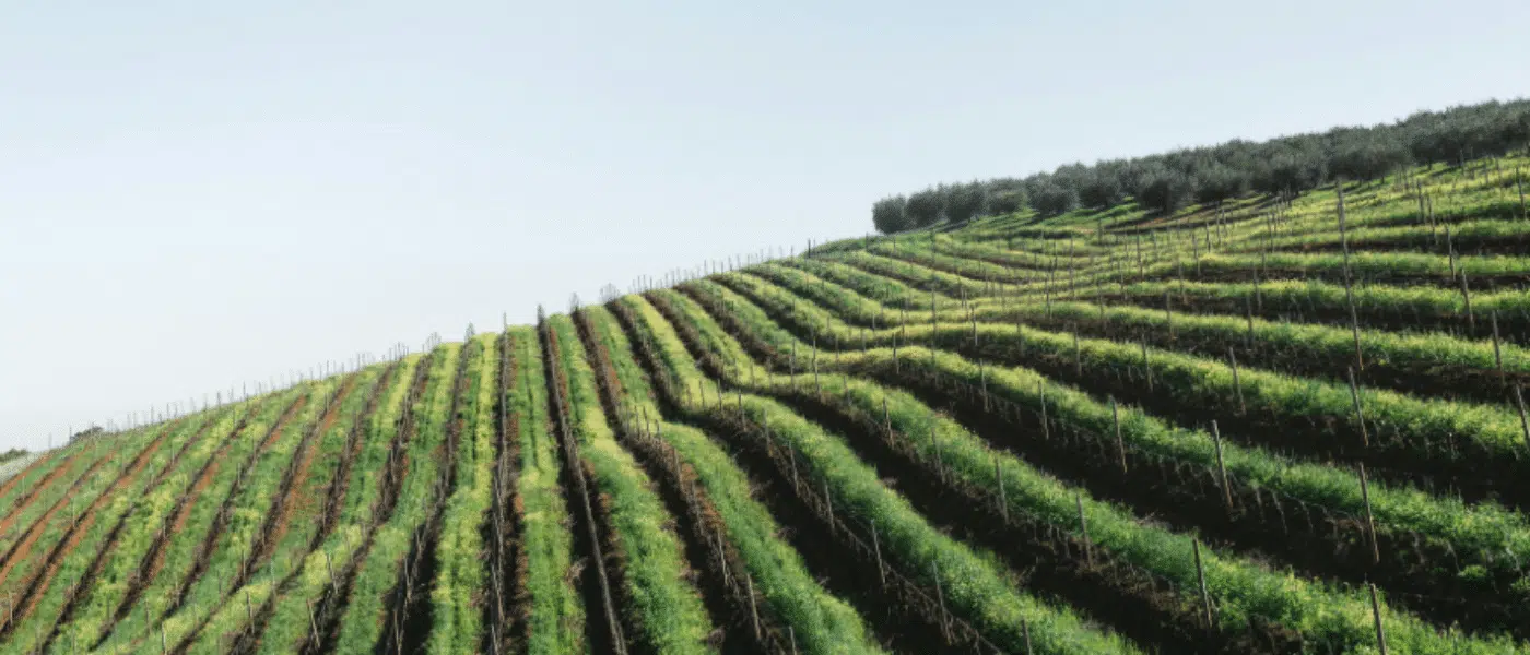 Chasselas poured at a family estate in the Dézaley appellation