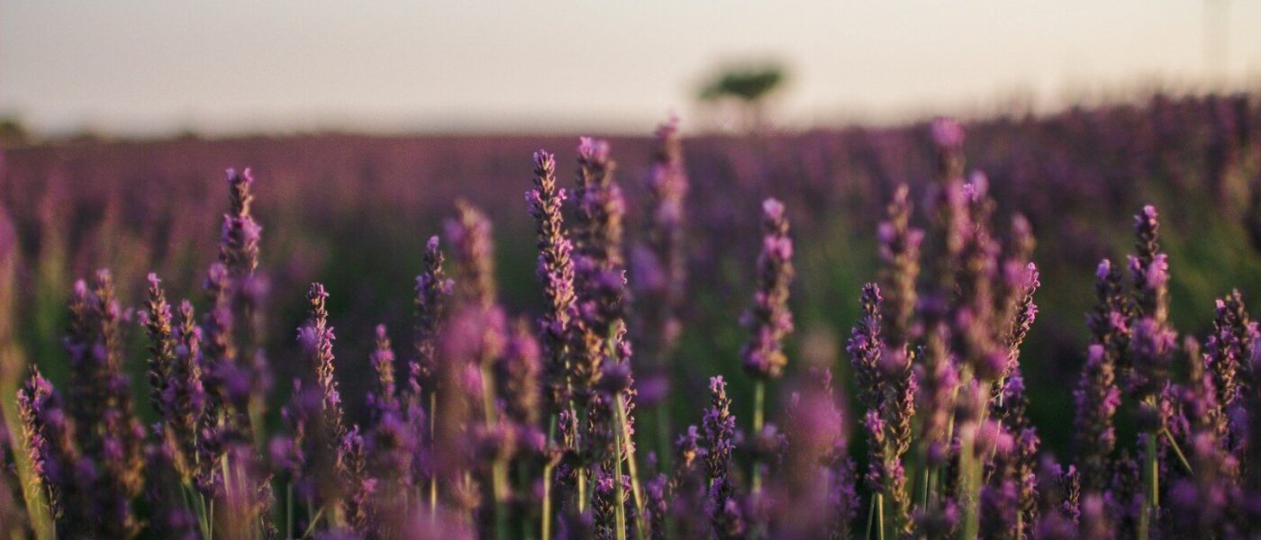 Empty lavender field corridor on the Valensole Plateau at 5 pm