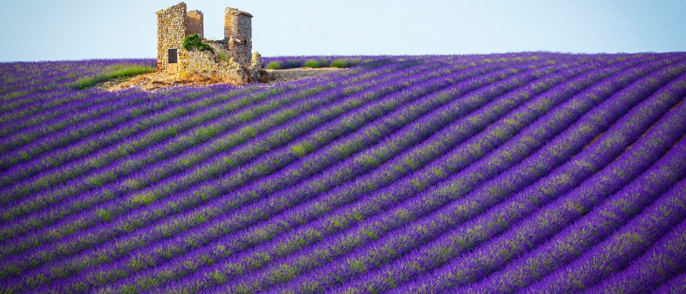 Lavender fields around Sault with Mont Ventoux beyond