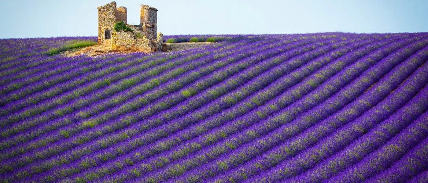 Lavender fields around Sault with Mont Ventoux beyond