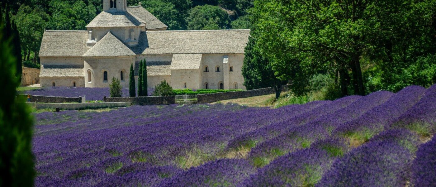 Private car on a quiet lane between lavender fields in Provence