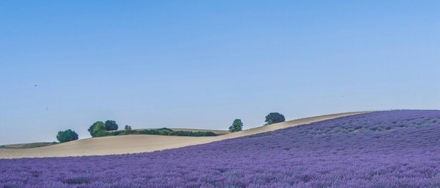 Lavender stems being loaded into a copper still at a Provence distillery