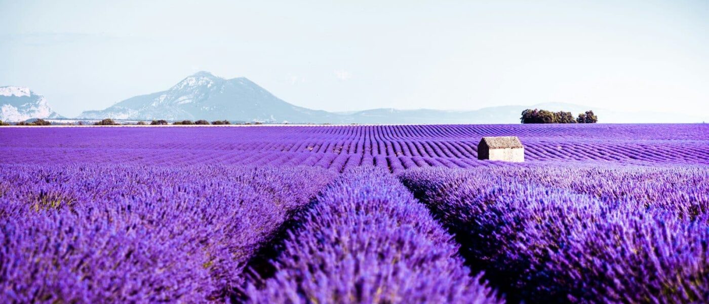 Rosé wine, chèvre and tapenade set out beside a lavender field at sunset