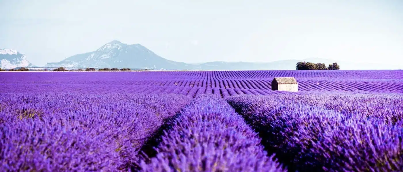 Rosé wine, chèvre and tapenade set out beside a lavender field at sunset