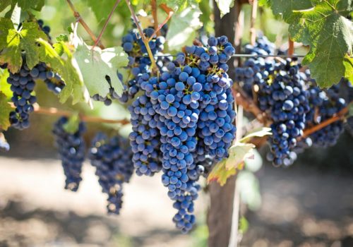 Gay Group Trip: Food And Wine In Puglia
