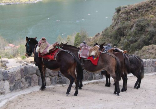 Horses at Quilotoa El Pedregal Ecuador Horses at Quilotoa El Pedregal Ecuador
