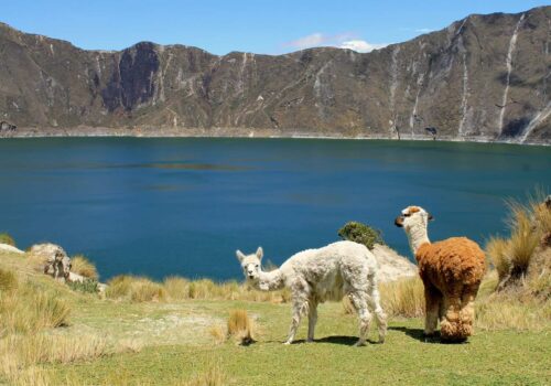Llamas at Quilotoa El Pedregal Ecuador Llamas at Quilotoa El Pedregal Ecuador