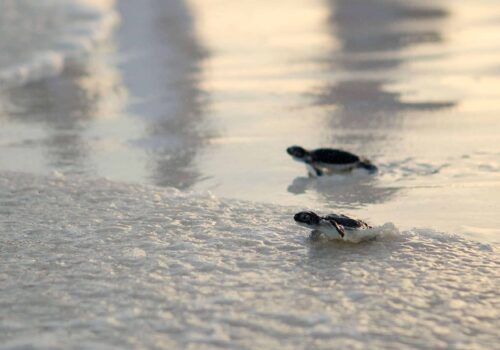 Riviera Maya turtles Riviera Maya turtles