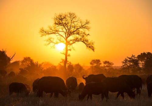 Sabi Sabi Game Reserve and Mauritius