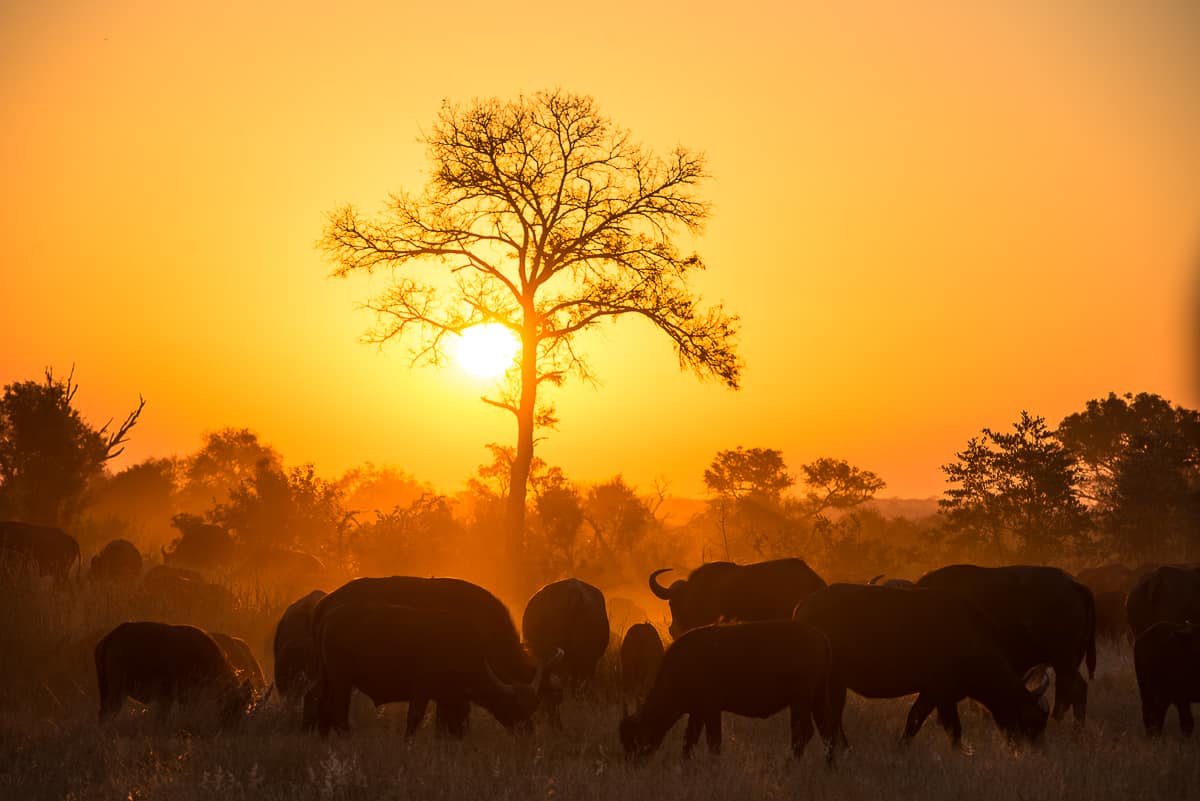 Kruger National Park and Johannesburg