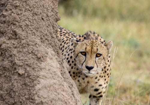 Cheetah at Sabi Sabi Game Reserve South Africa Cheetah at Sabi Sabi Game Reserve South Africa