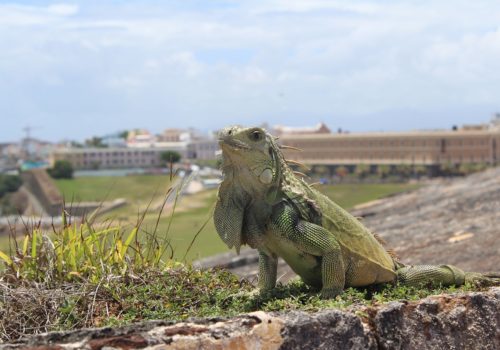 Discover Puerto Rico