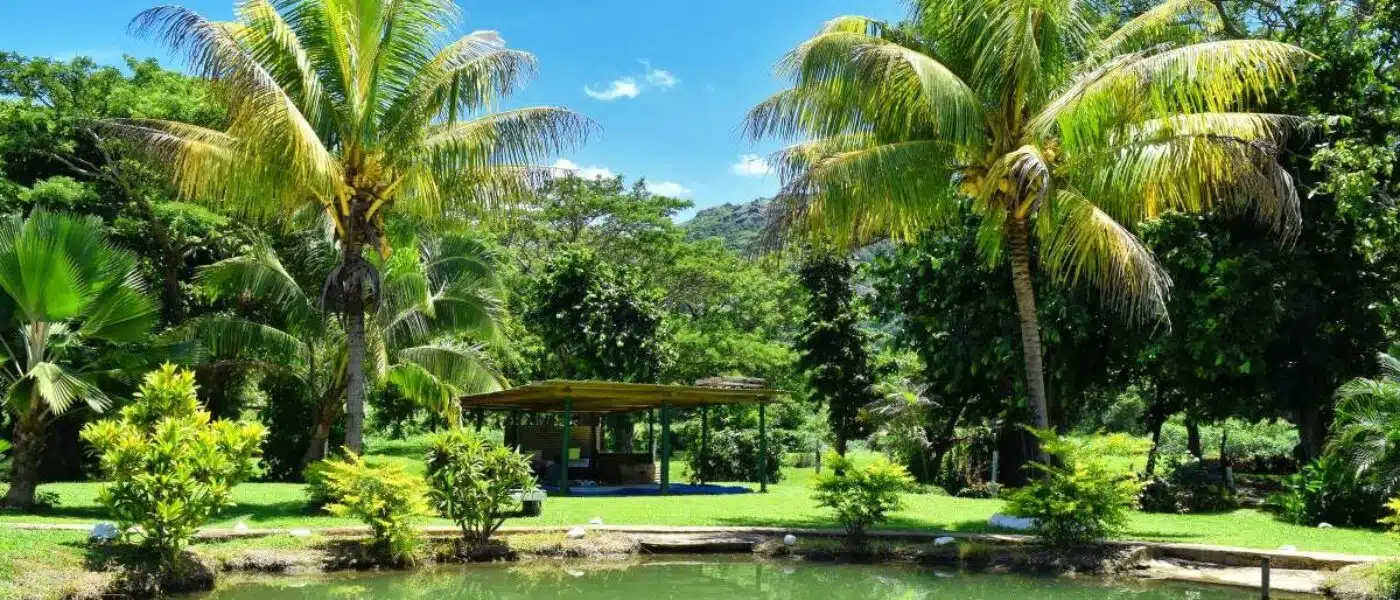 Local guide showing a hot spring pool used for cooking in Savusavu