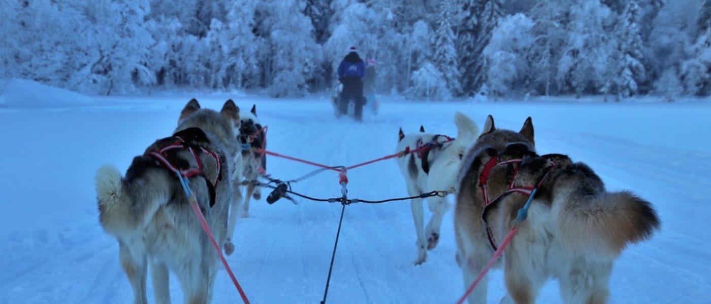 Sled