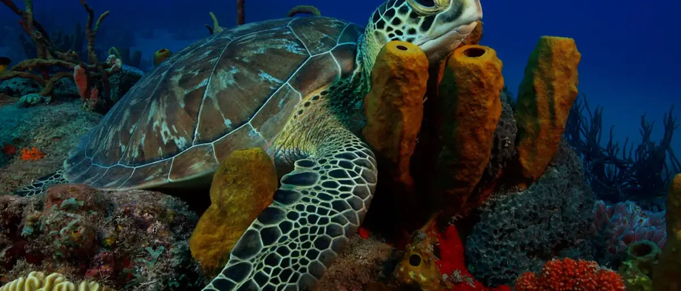 Hawksbill turtle swimming over coral in the St Barthélemy reserve