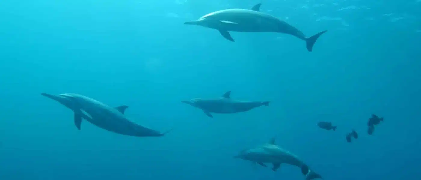 Dolphins swimming near Fernando de Noronha