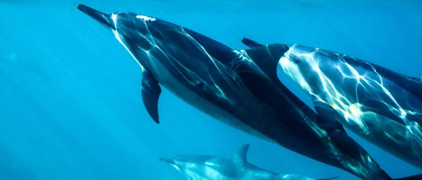 A spinner dolphin mid-leap