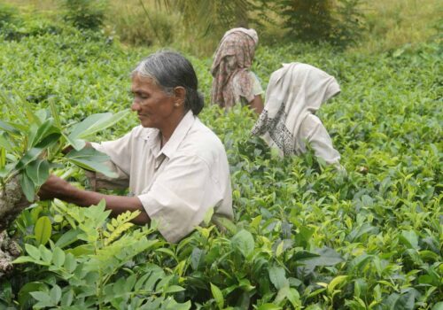 Sri Lanka tea plantation Sri Lanka tea plantation