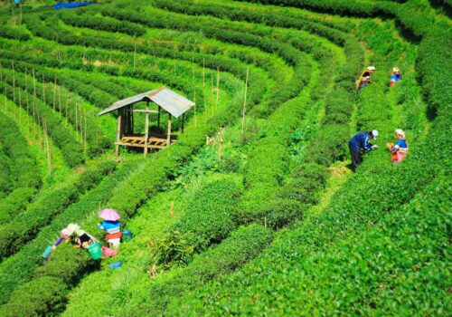 Thailand tea plantations Thailand tea plantations
